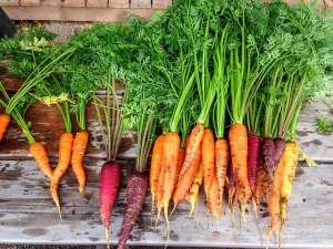 La carota: garanzia di benessere e di bellezza