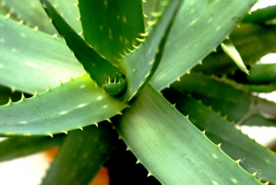 star bene con l&#039;aloe vera