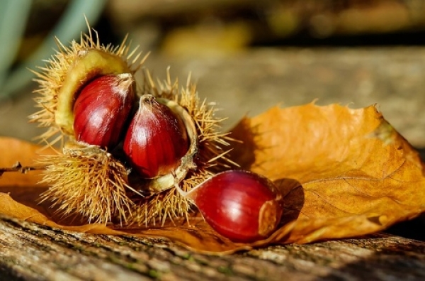 Castagne